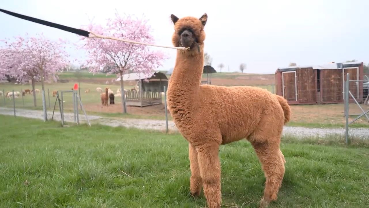 Video: Schönste Alpakas Deutschlands: Züchter-Familie aus Bayern räumt Preise ab