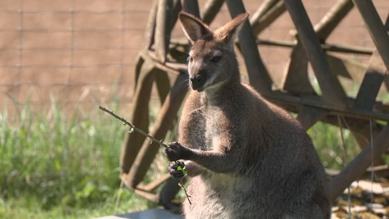 Video: Kängurus als Haustiere? Exoten werden in Oberbayern zur Familie