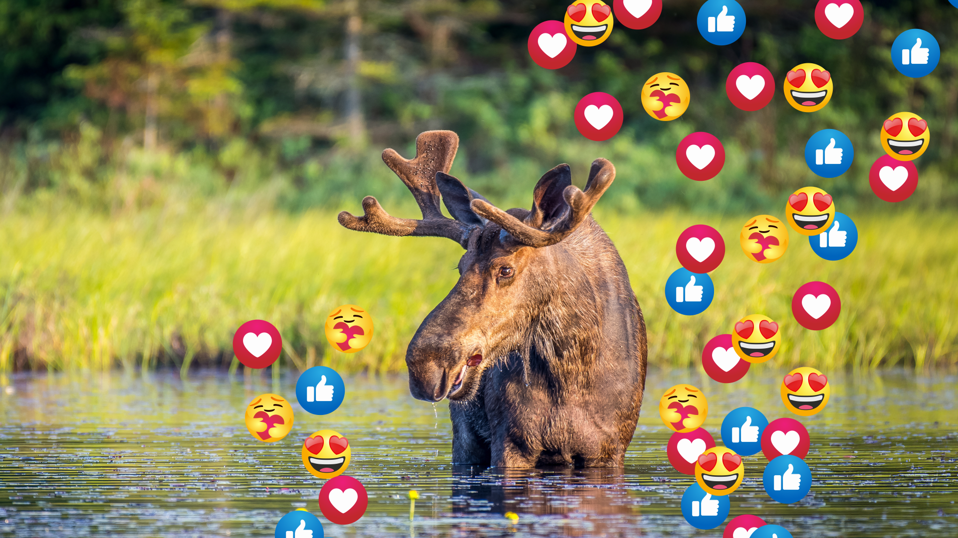 Video: Große Elchwanderung in Schweden beginnt