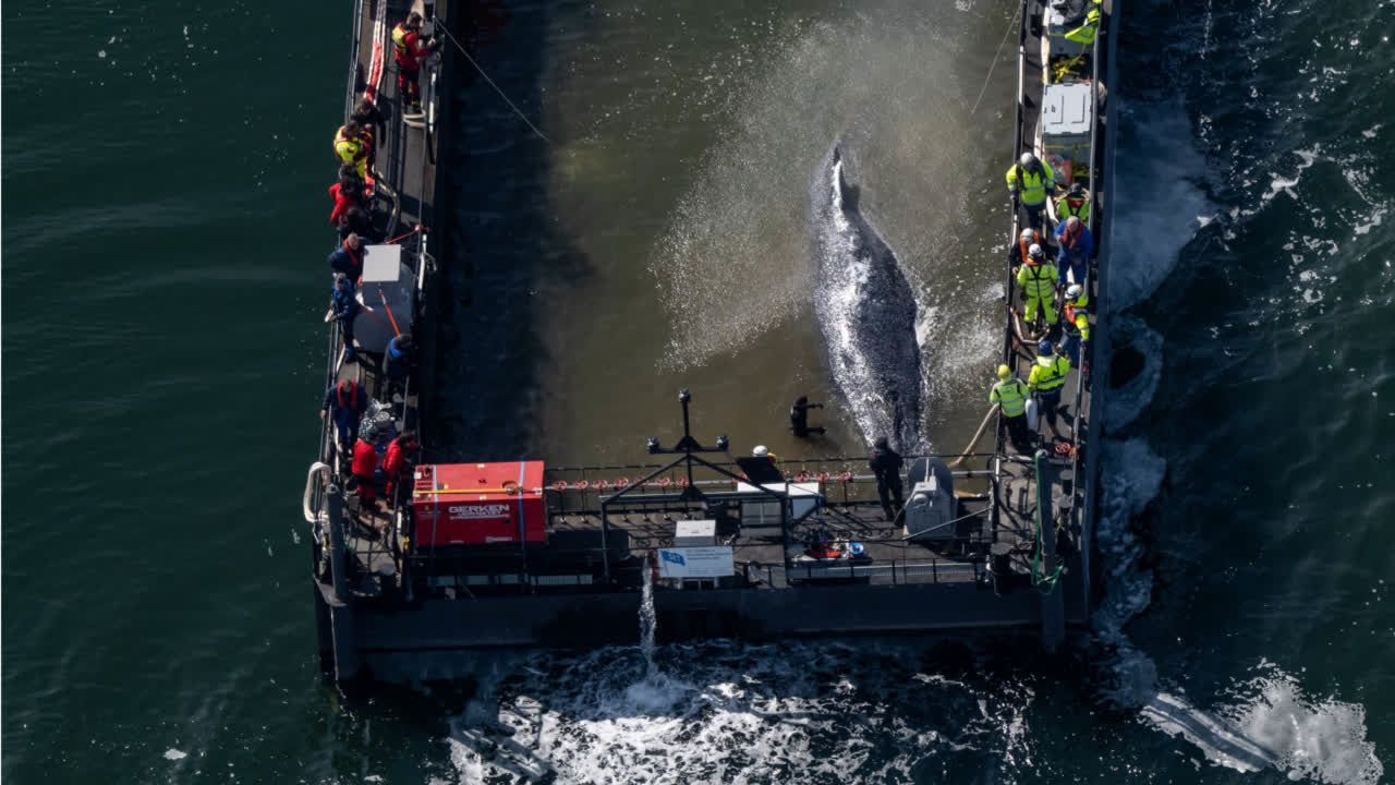 Video: Timmys Rettung: Wal-Experten kritisch