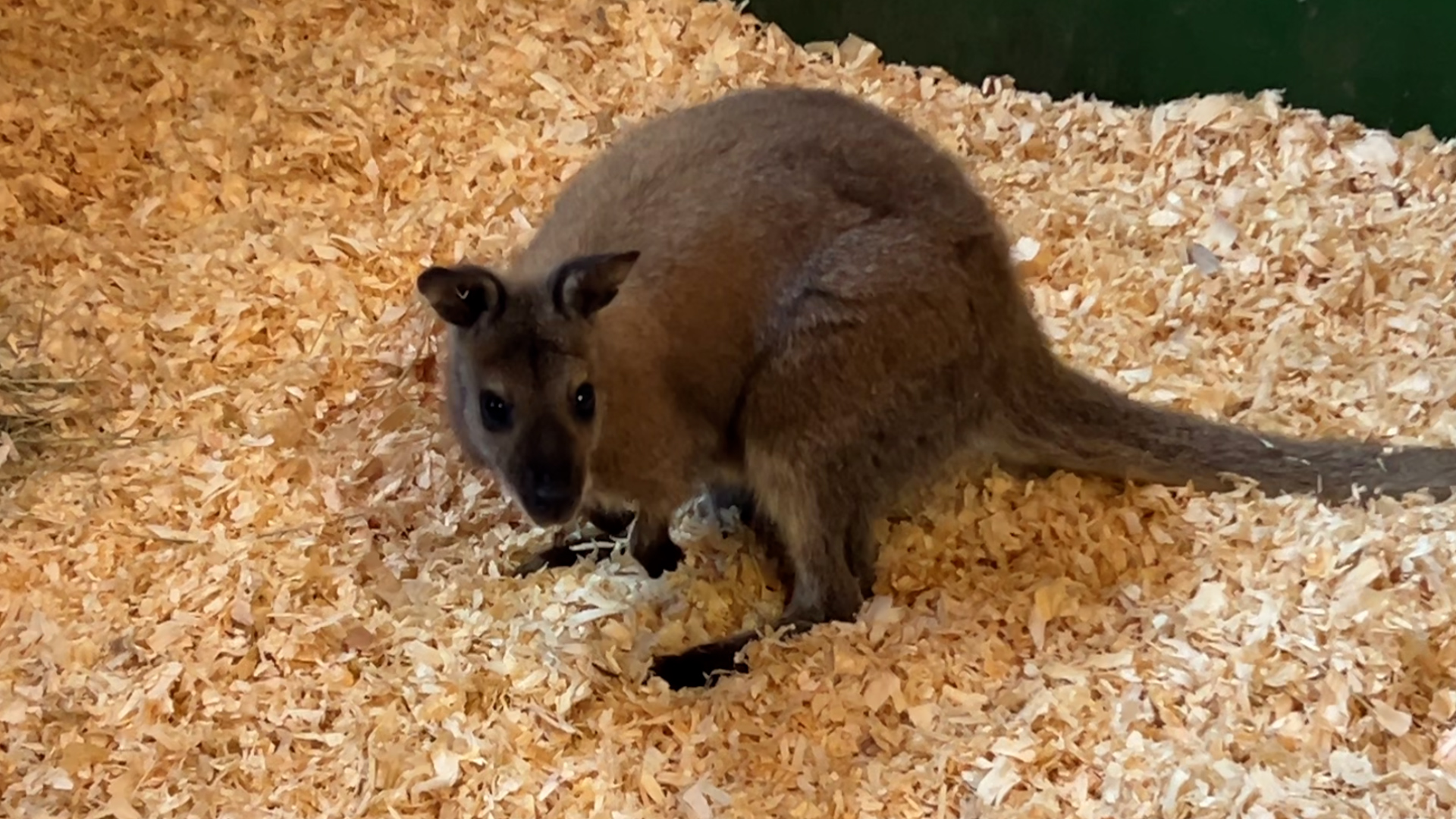 Video: Wem gehört das ausgebüxte Känguru?