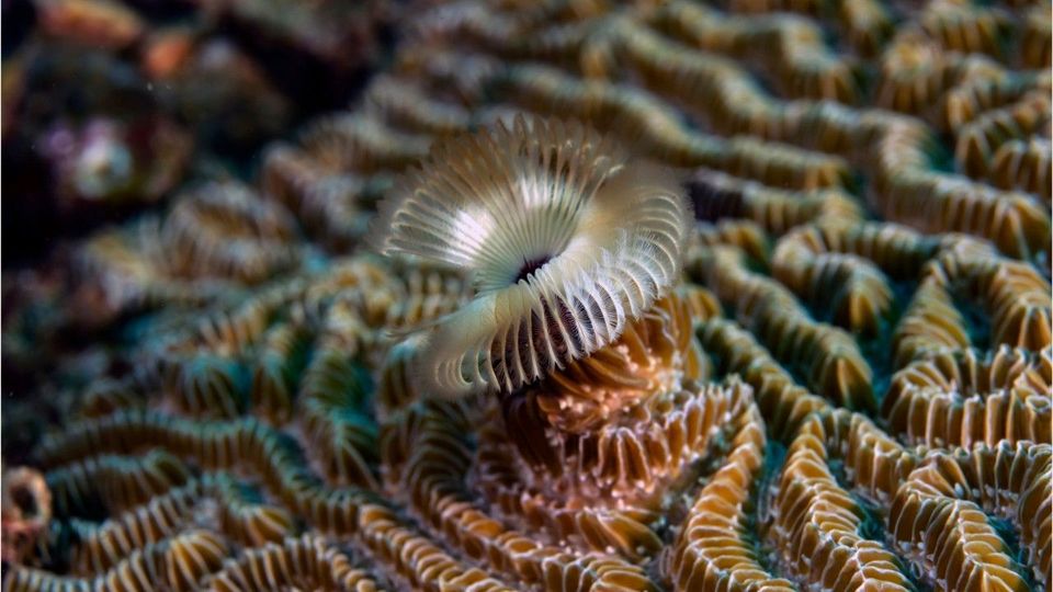 Australischer Wurm breitet sich in Deutschland aus