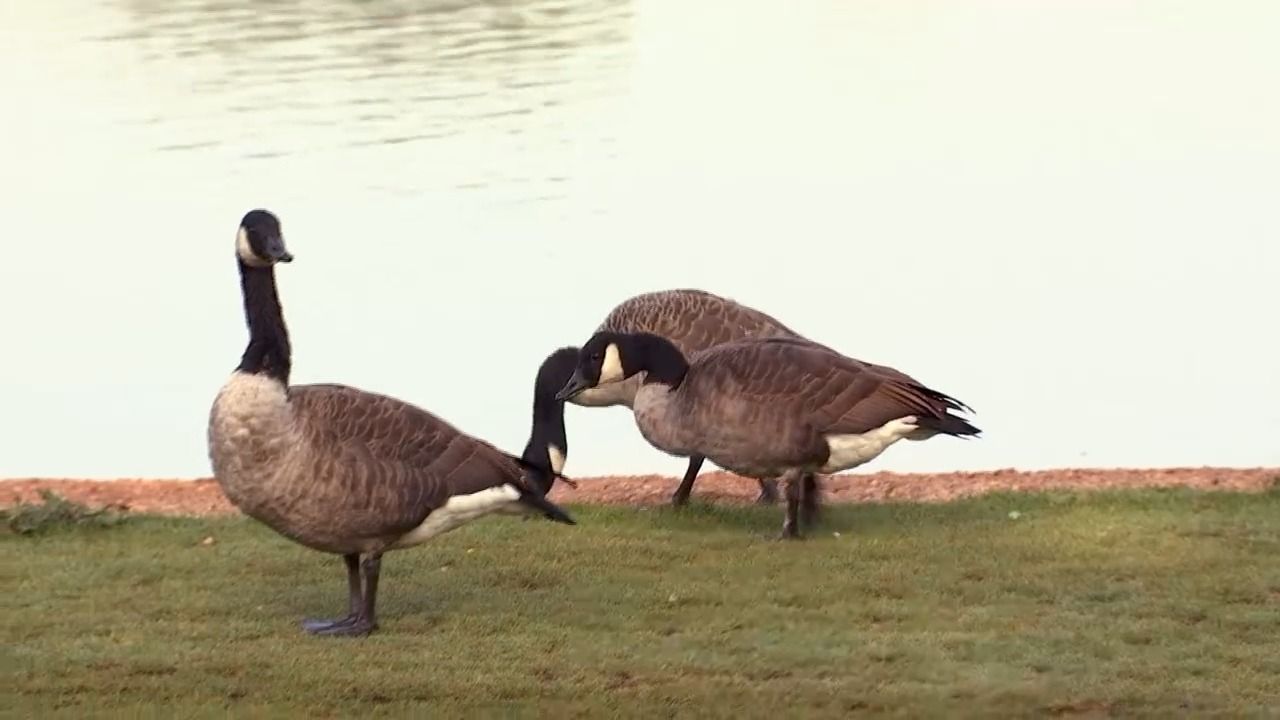Video: Graugans-Invasion in Bayern: Bauern schlagen Alarm