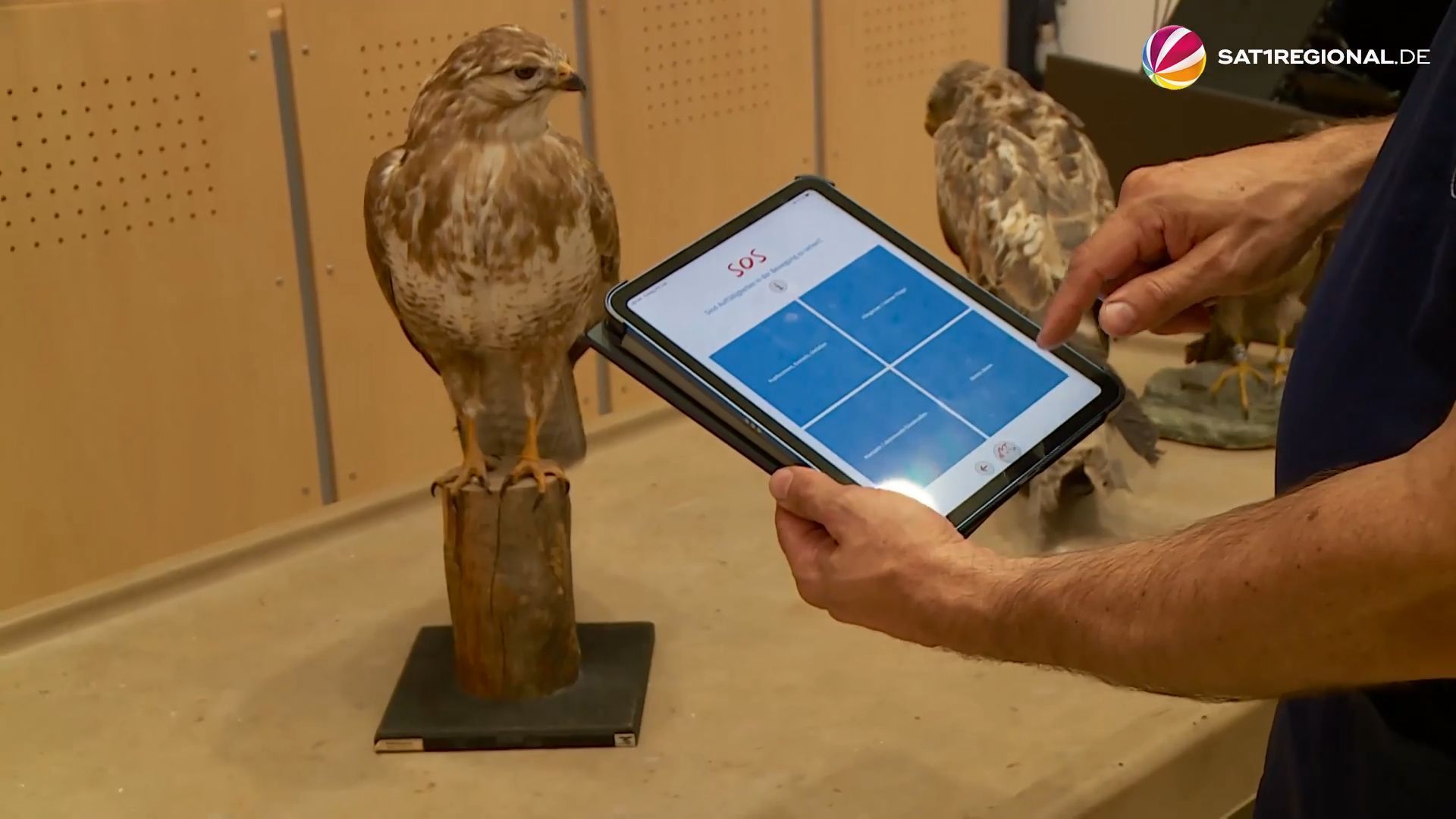 Video: Wann ein Wildtier wirklich Hilfe braucht: App zeigt, was zu tun ist