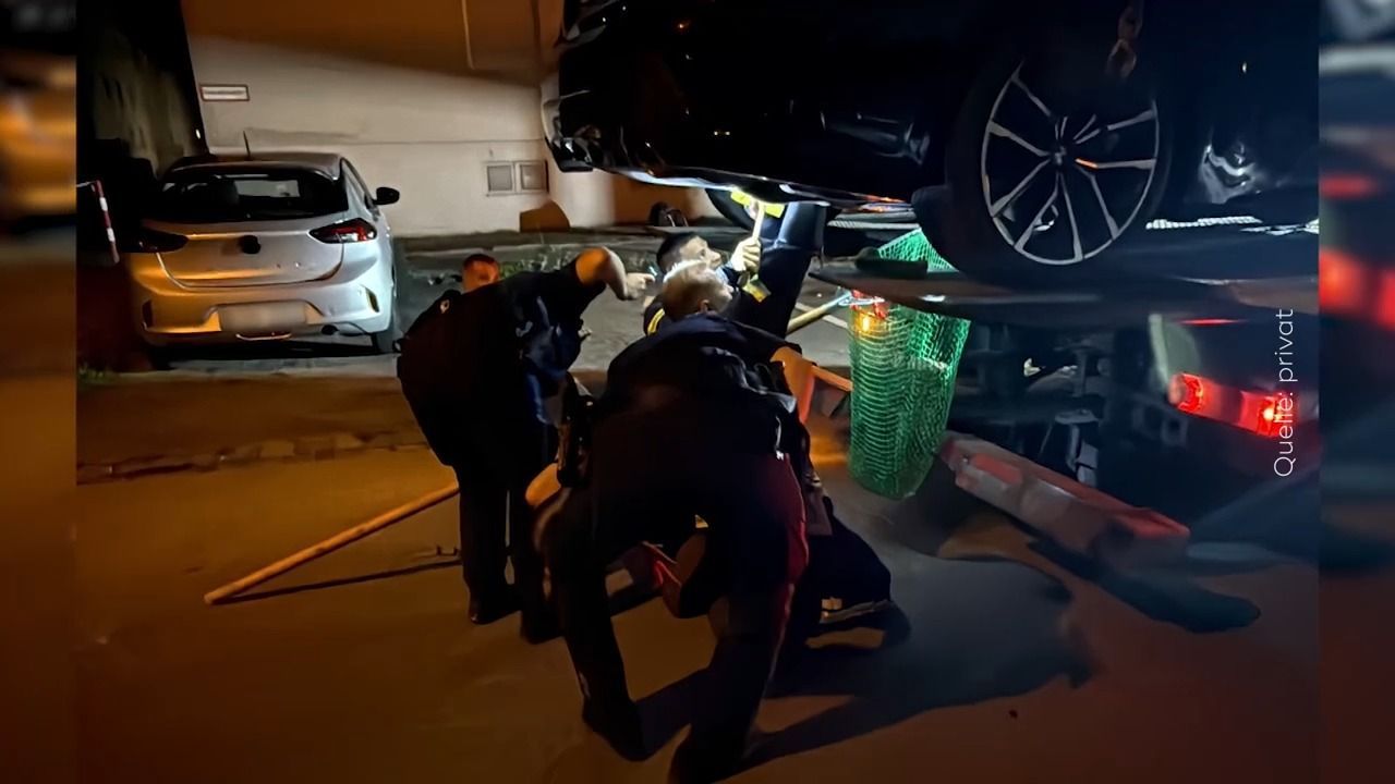 Video: Spektakuläre Rettung: Kater steckt unter Auto fest