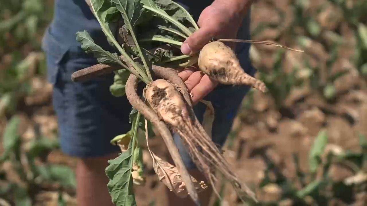 Video: Historisch schlechte Ernte: Hitze setzt Bayerns Zuckerrüben zu