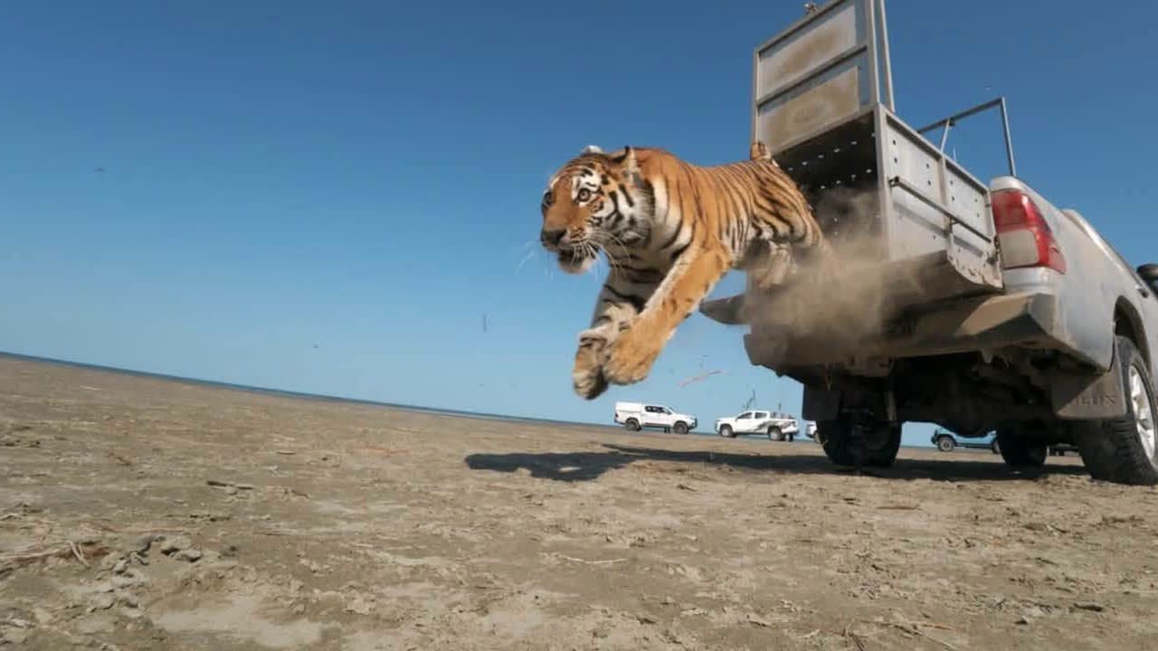 Video: Seltener Amurtiger in Kasachstan ausgewildert