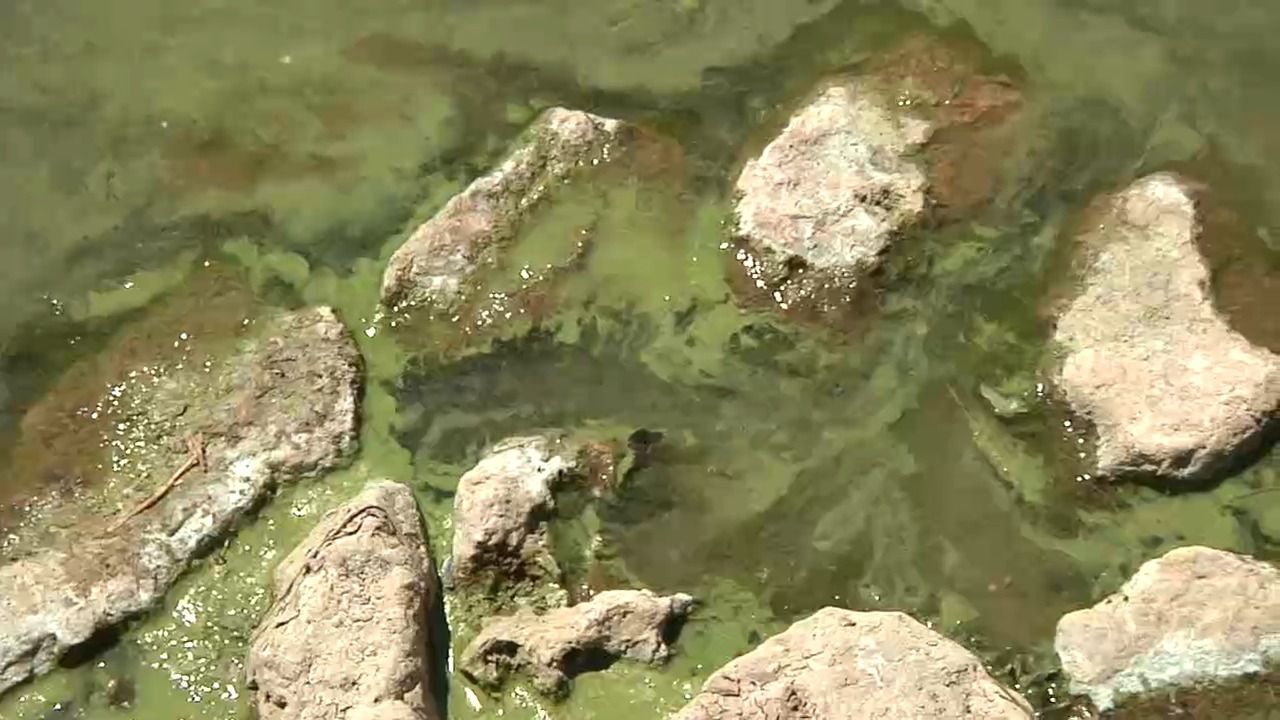 Video: Blaualgen in Mittelfranken: Gleich vier Badestellen gesperrt