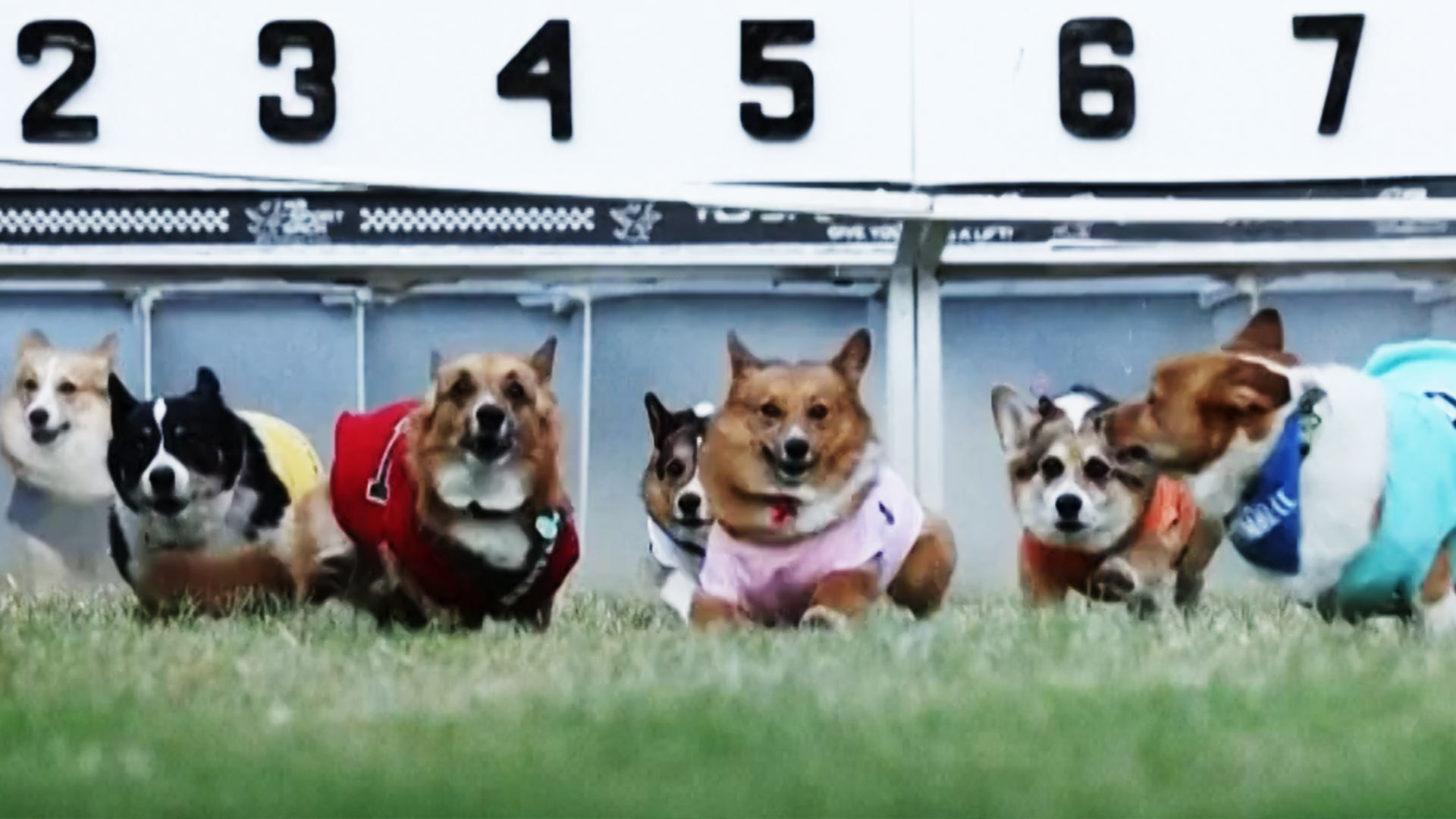Video: Corgis flitzen um die Wette