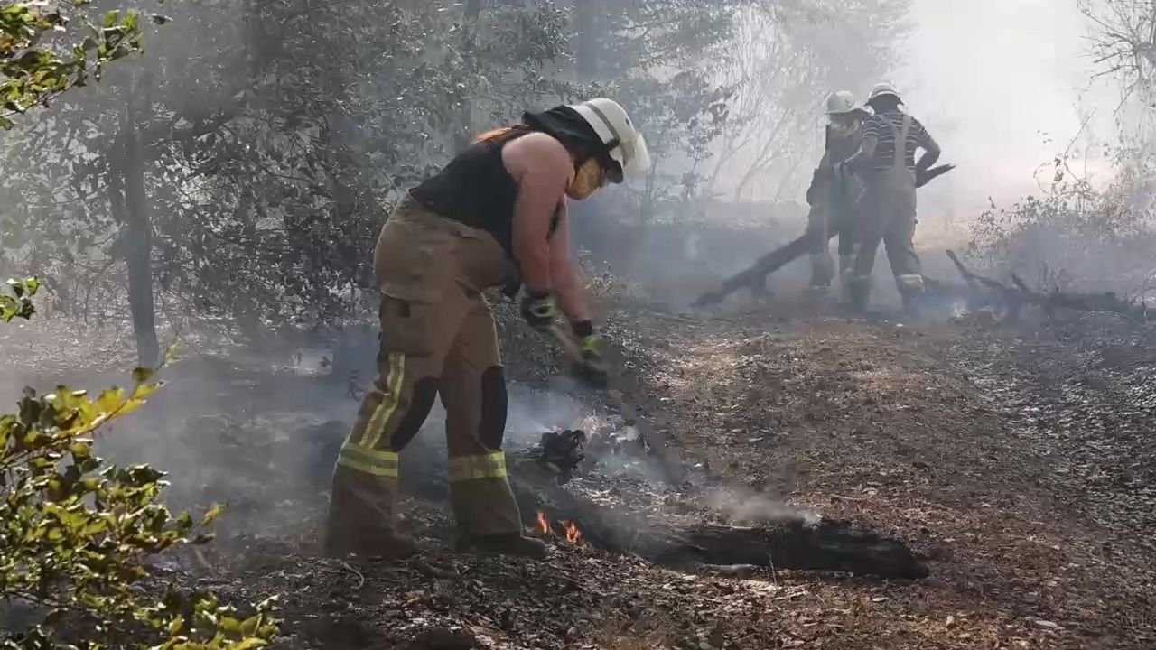 Video: Hitze und Waldbrände: Wie sieht der Wald der Zukunft aus?