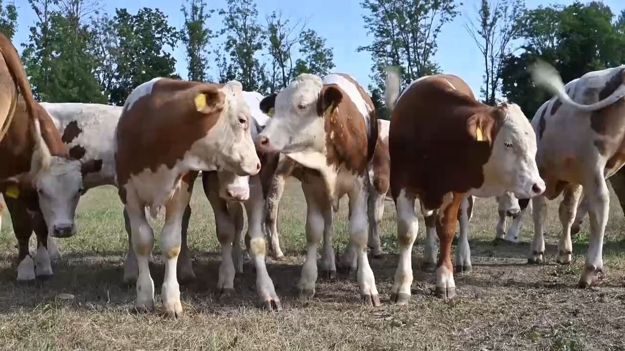 Video: Ochsen für die Wiesn: So werden sie in Ismaning aufgezogen