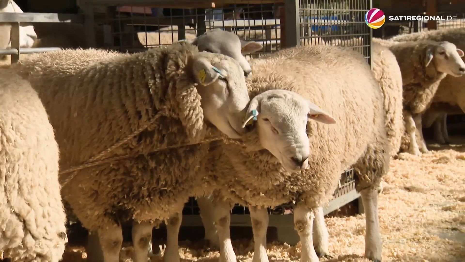 Video: Husumer Bockmarkt: Wo Schafböcke um die Wette blöken