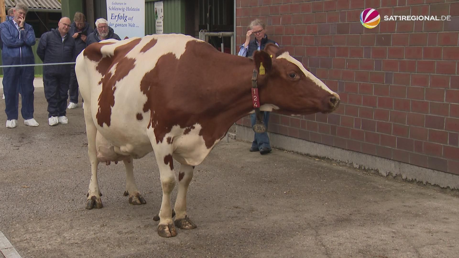 Video: Rindermastbeschau in Schleswig-Holstein: Viehhalter diskutieren aktuelle Lage