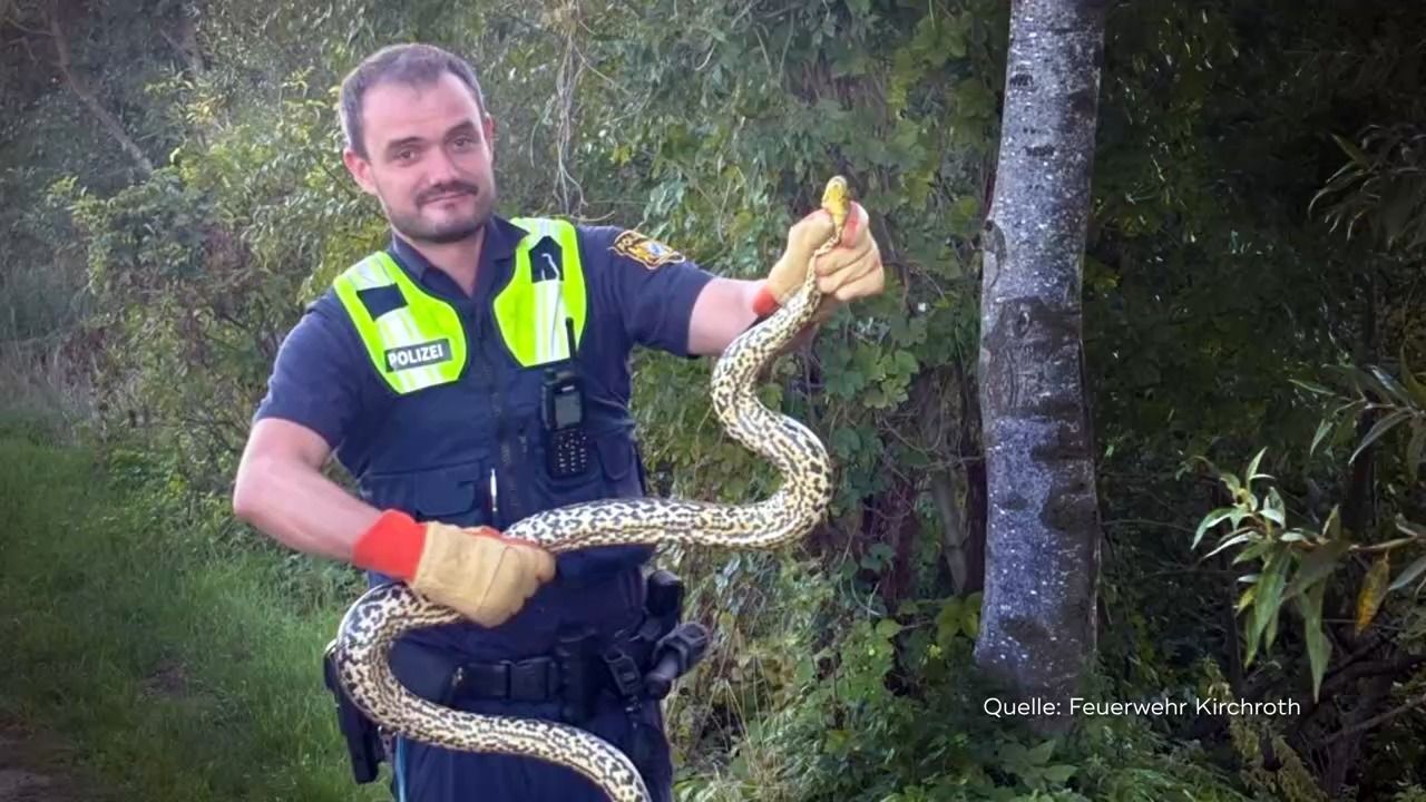 Video: Exotischer Fund in Niederbayern: Zwei Meter lange Anakonda eingefangen