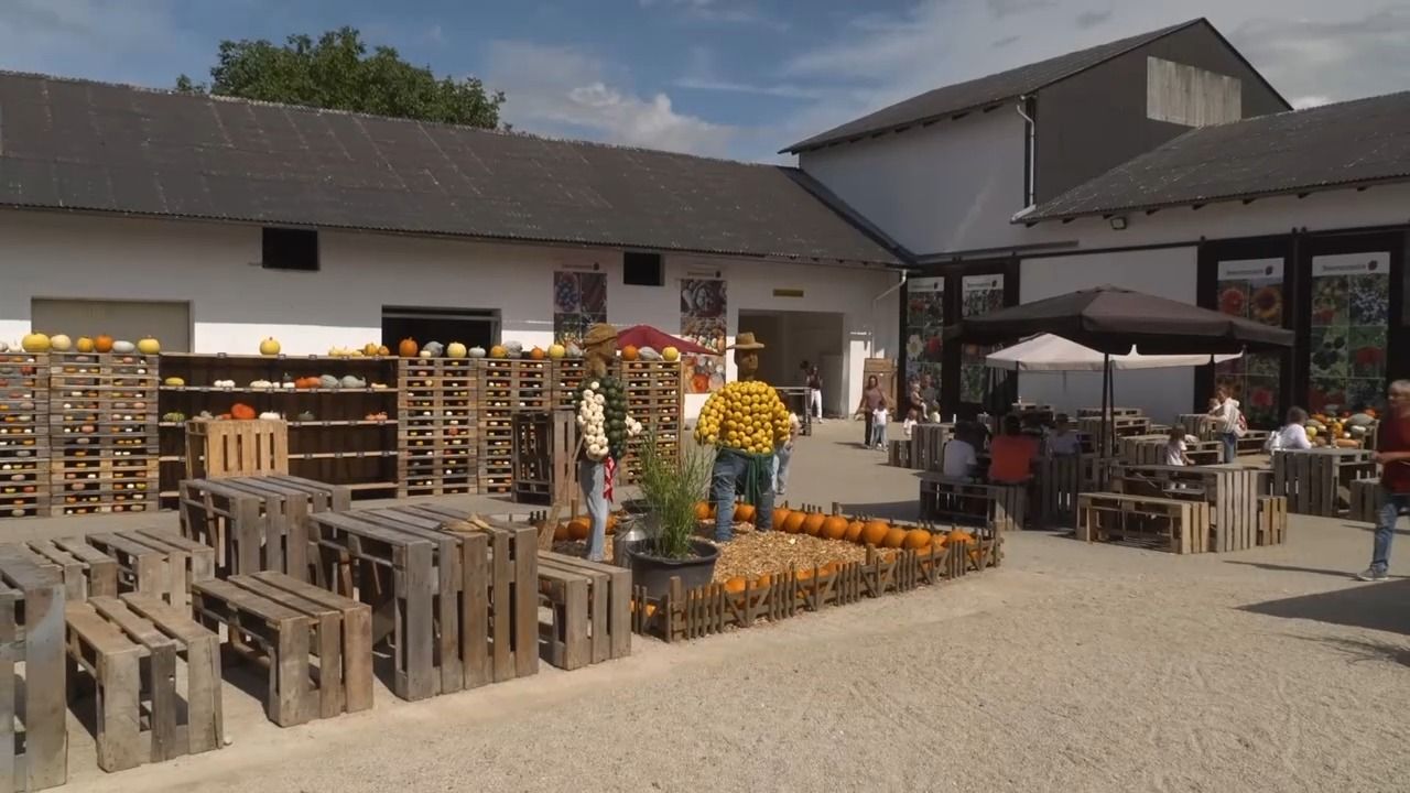 Video: Herbstbeginn in Bayern: Kürbiswelt in Voxbrunn lockt Besucher
