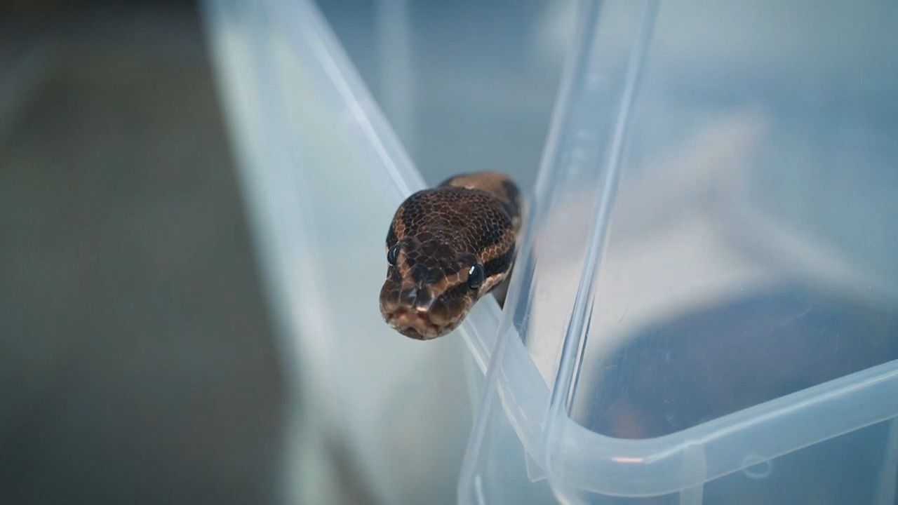 Video: Königspython in Königsbrunn: Woher kommt die Würgeschlange?
