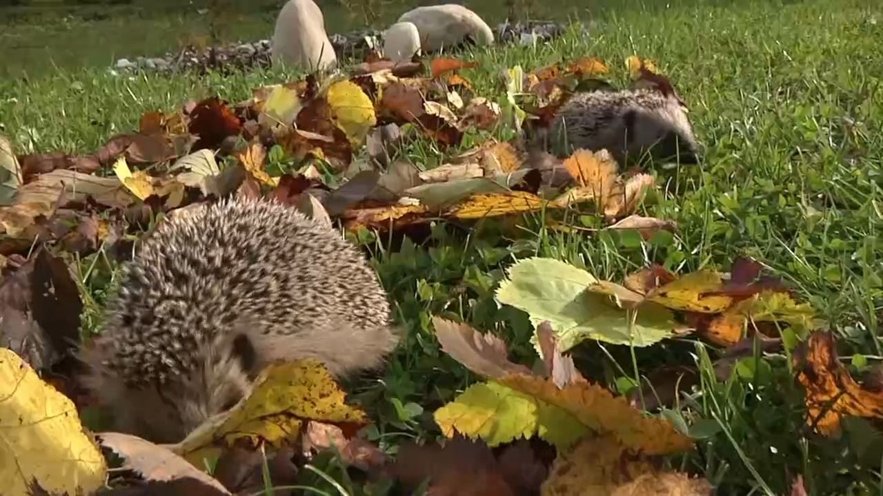 Video: Igel-Suche in Bayern: Bürger sollen Sichtungen melden