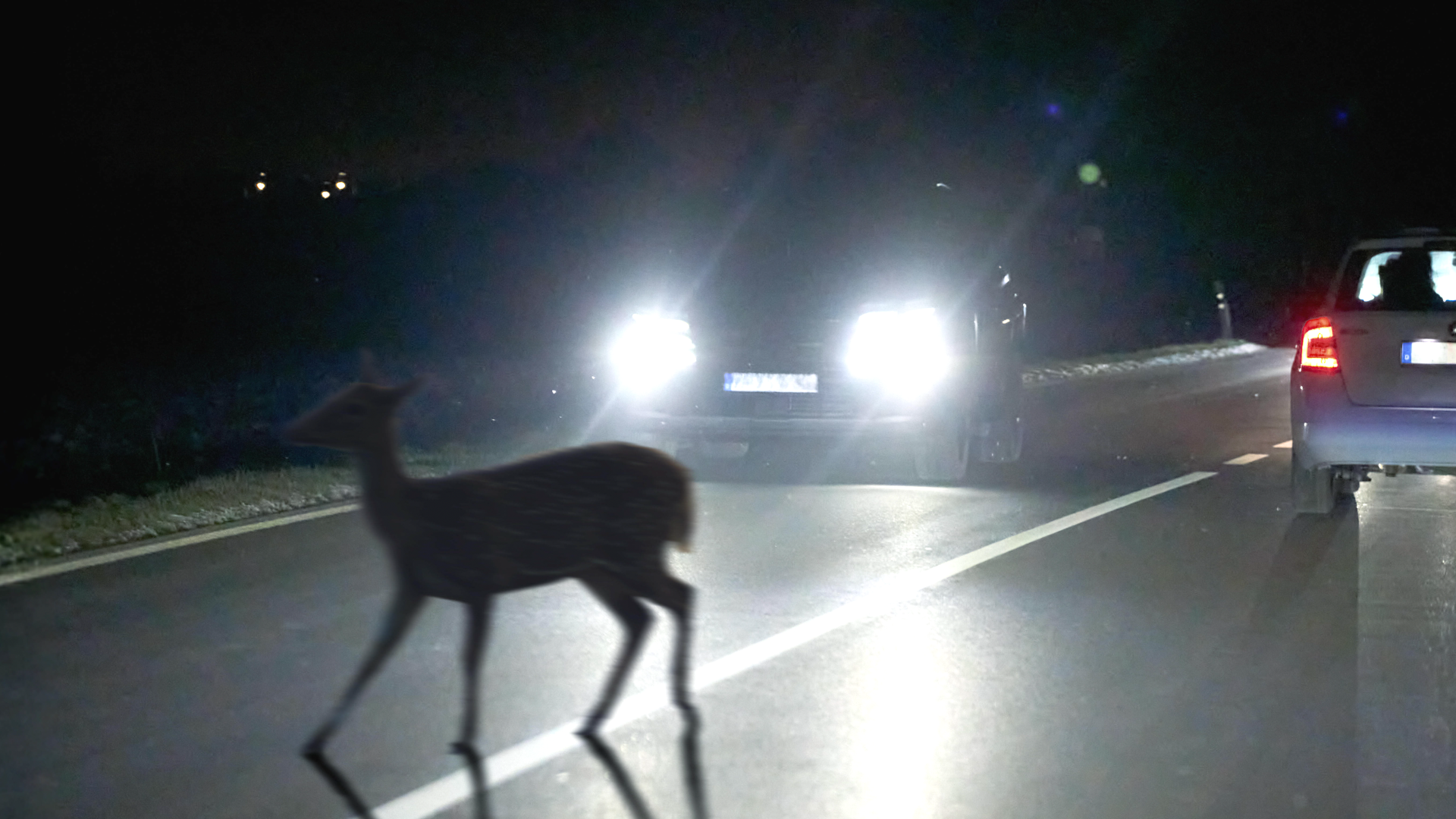 Video: Mehr Wildunfälle im Herbst