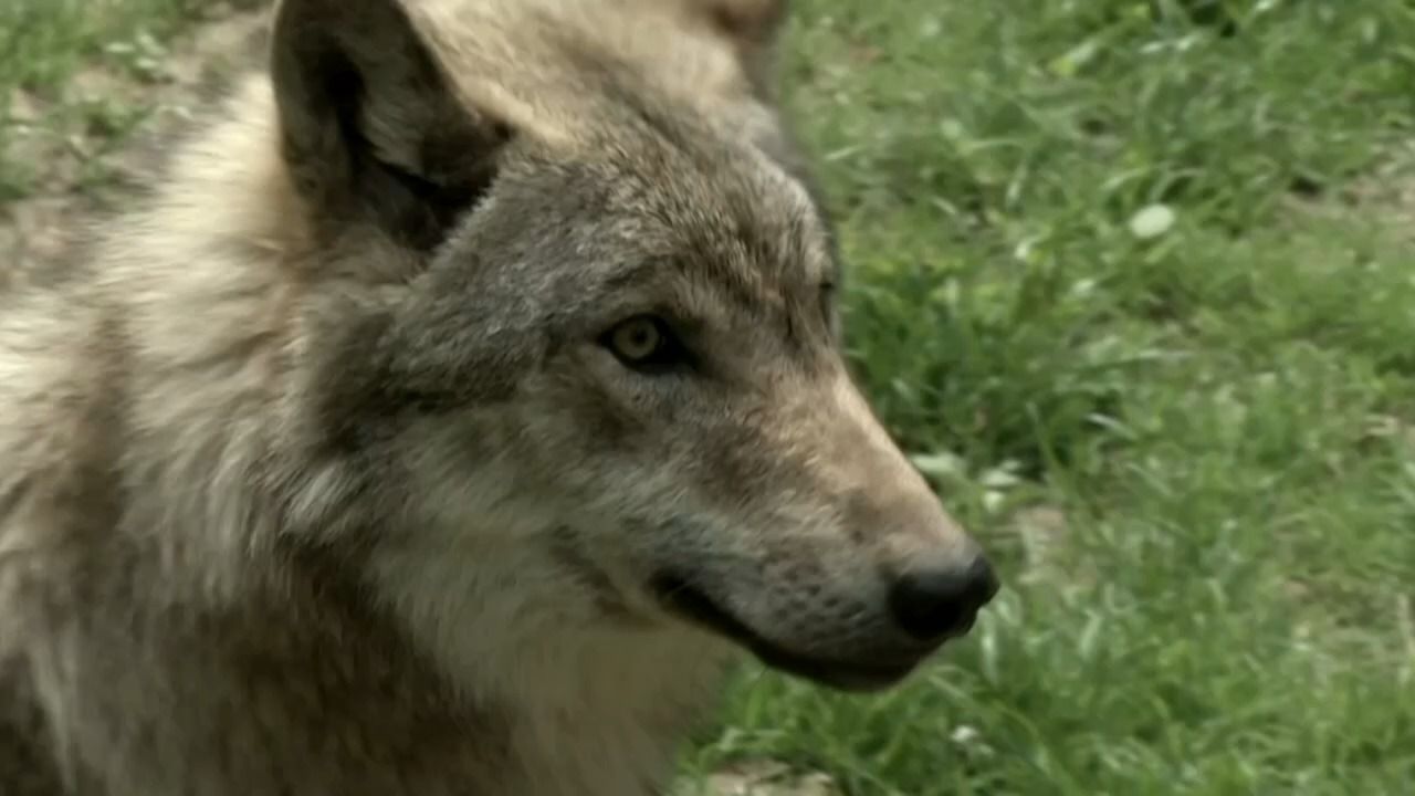 Video: Wolfabschuss im Oberallgäu: Gericht stoppt geplante Abschüsse