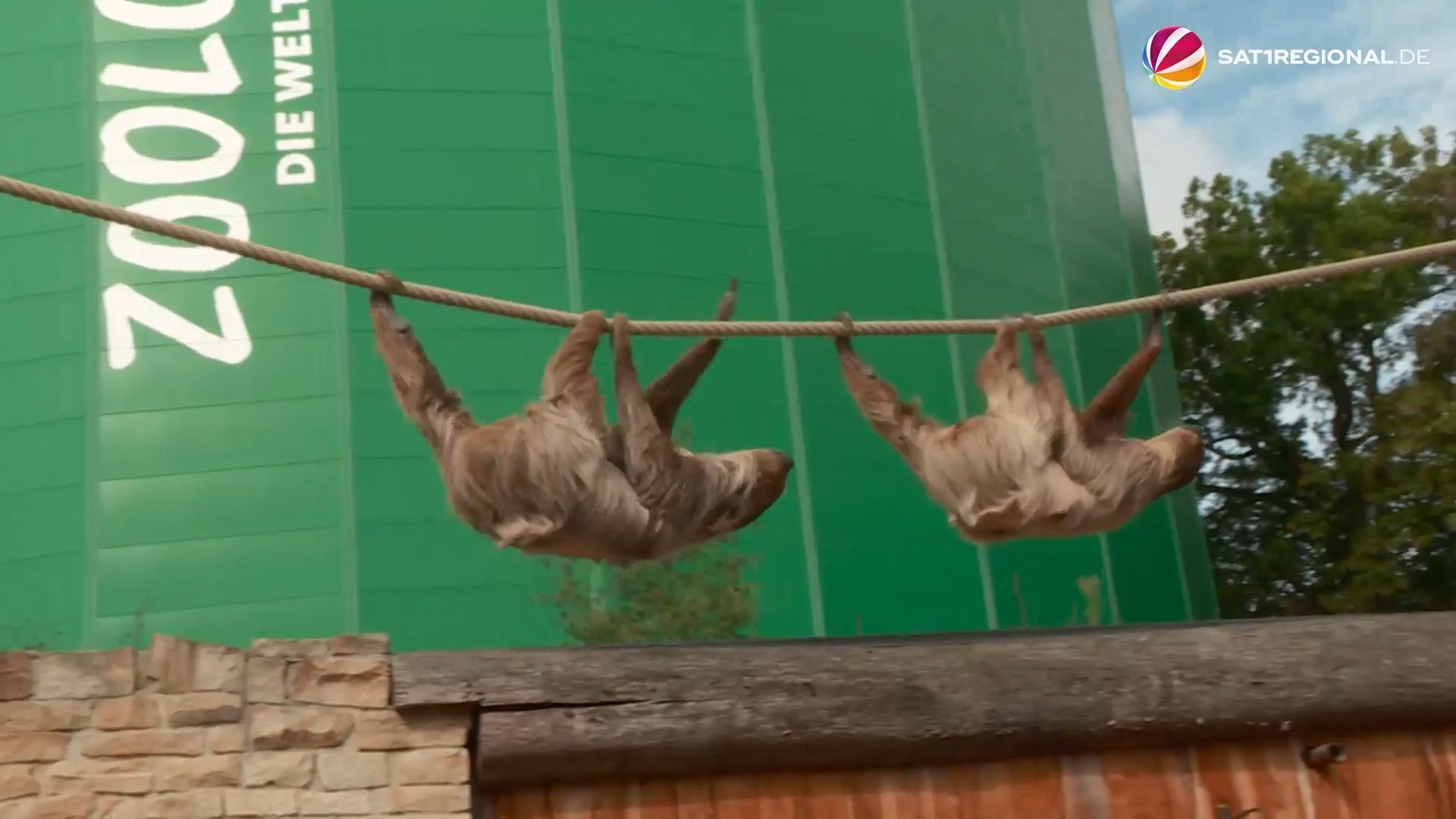 Video: Faultier-Nachwuchs im Erlebnis-Zoo Hannover