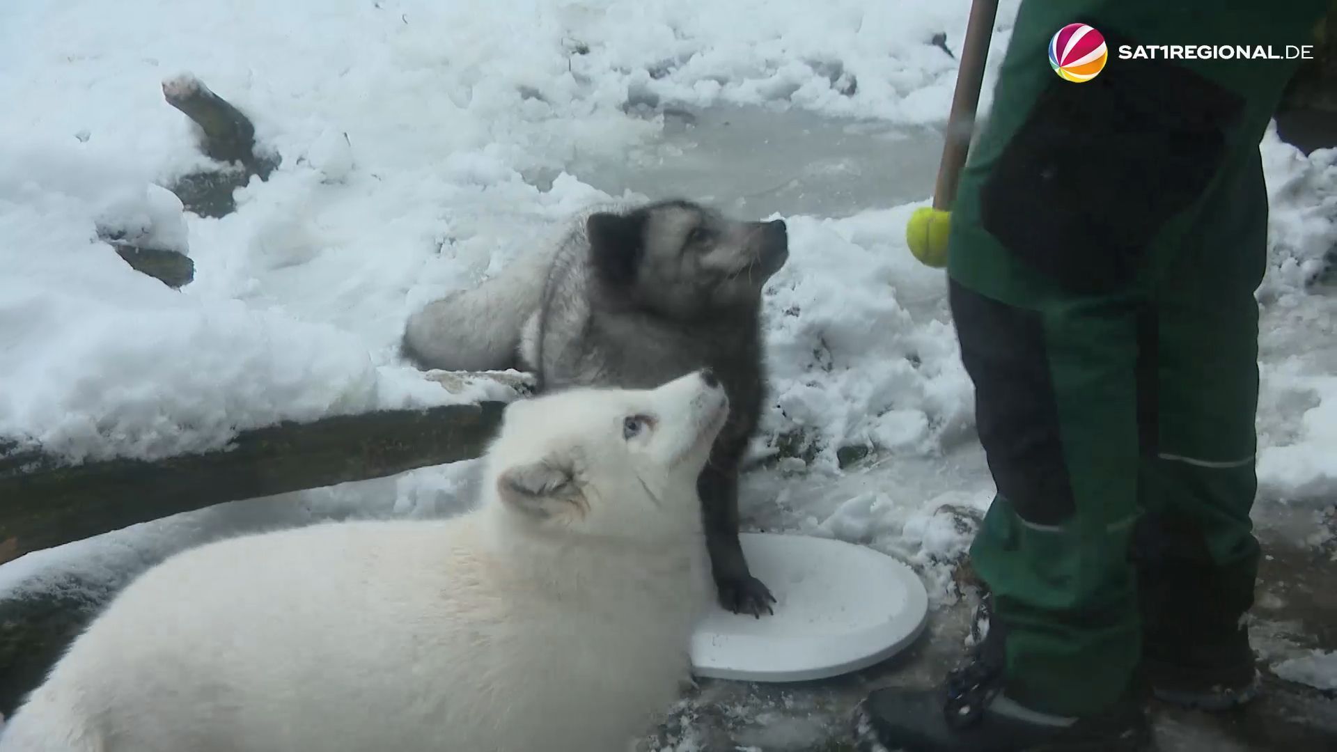 Video: Tierische Inventur im Zoo am Meer