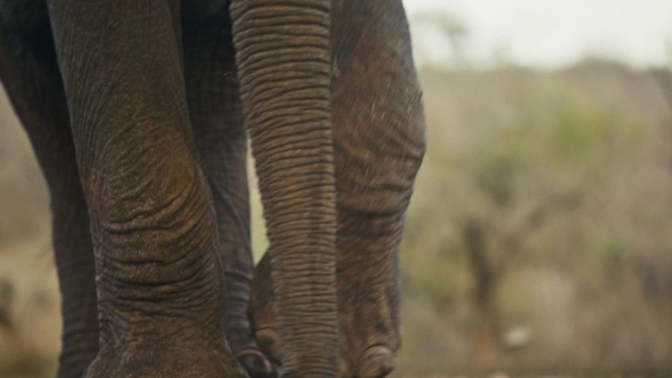 22 Tote: Elefanten-Drama in Nordindien