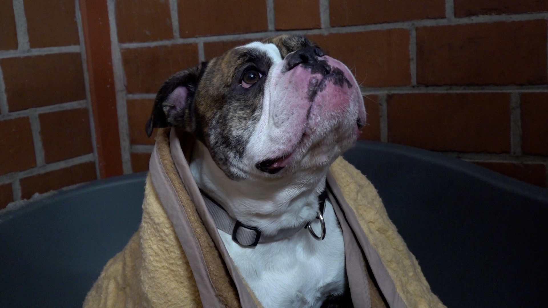 Video: Bulldogge Kaido im Soester Park ausgesetzt