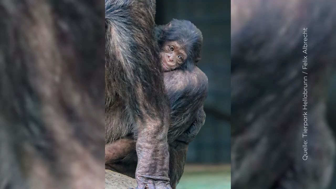 Video: Nachwuchs im Tierpark Hellabrunn: Schimpansenbaby geboren