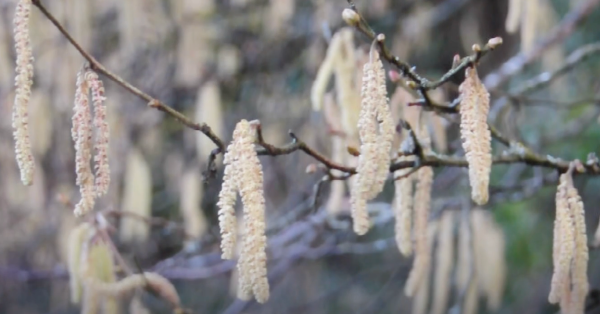 Video: Allergie: Haselblüte startet ungewöhnlich früh