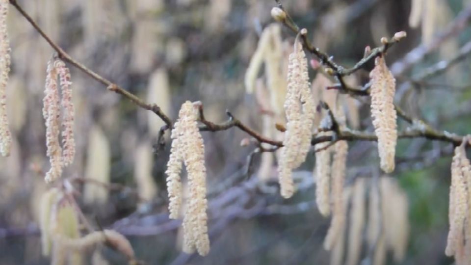 Allergie: Haselblüte startet ungewöhnlich früh
