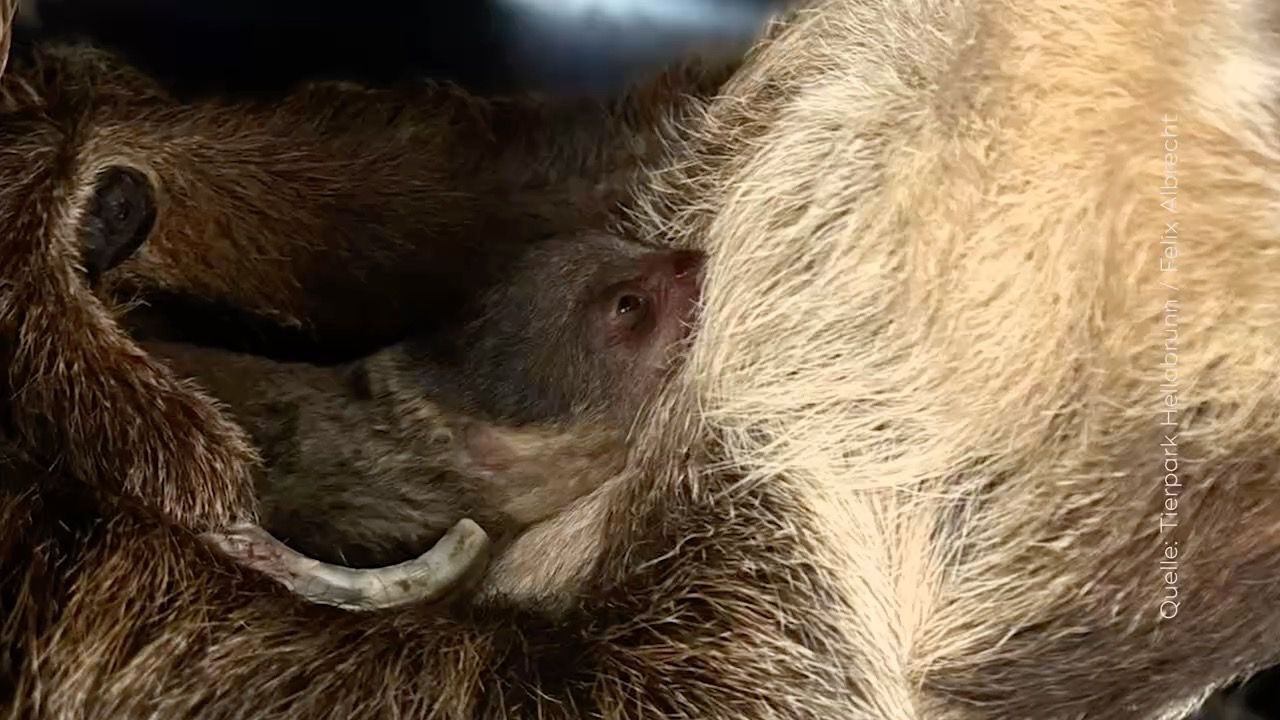 Video: Seltene Tierpark-Überraschung: Faultier-Baby in Hellabrunn
