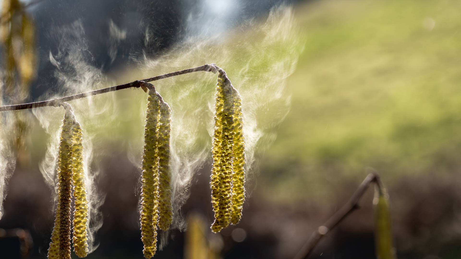 Video: So schlimm wird die Heuschnupfen-Saison