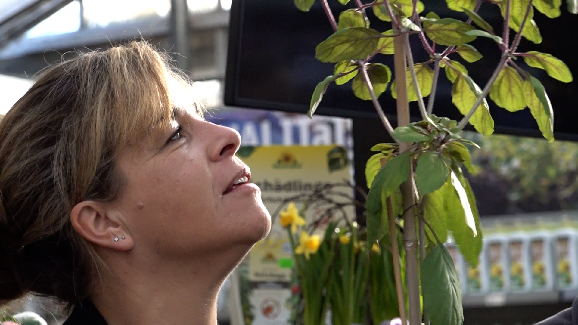 Video: Magic Blue Basilikum ist Pflanze des Jahres