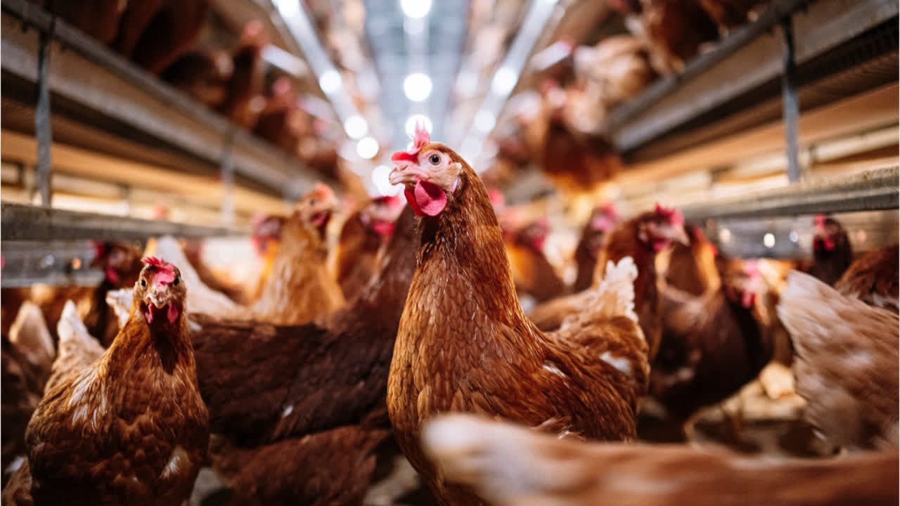 Video: Deutschland: Newcastle-Krankheit breitet sich aus