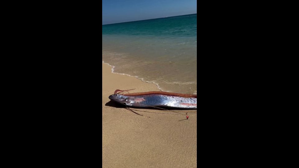 Weltuntergangsfische in Mexiko angespült