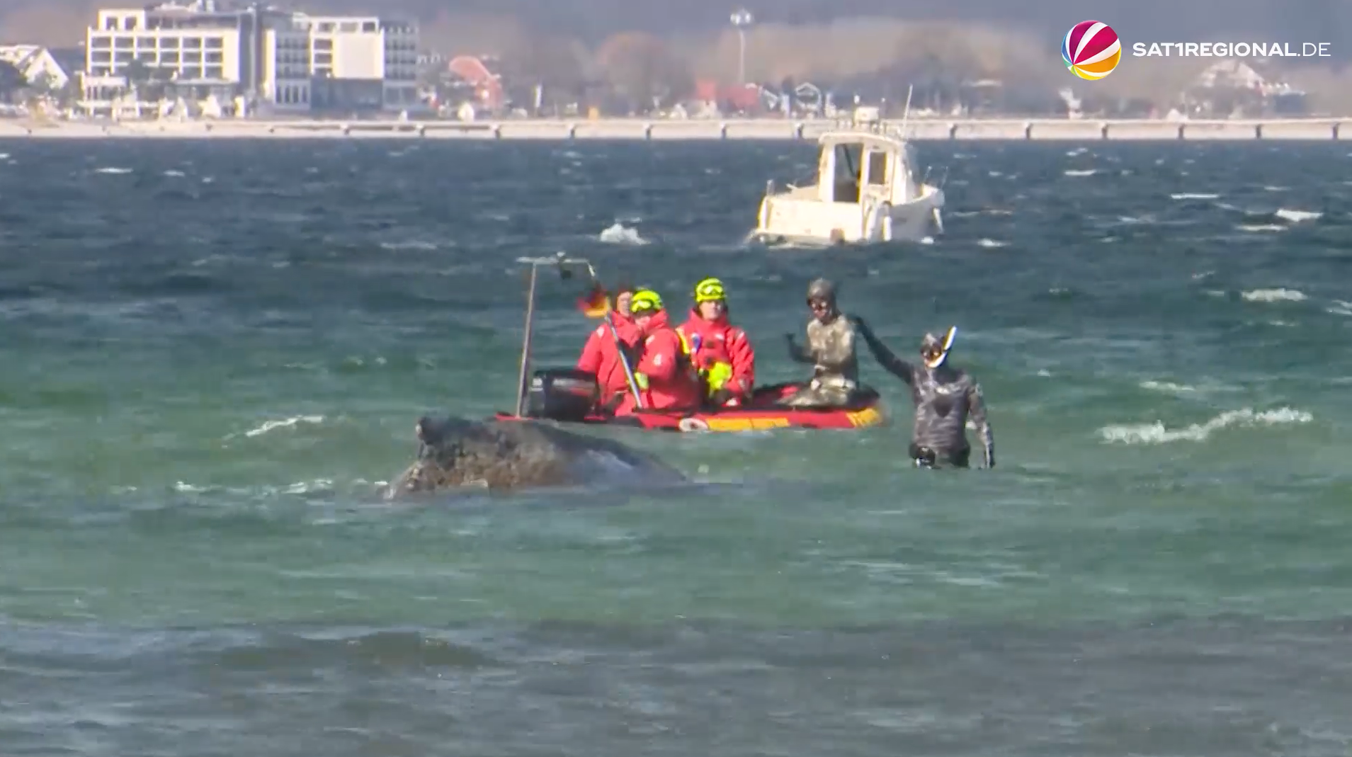 Video: Gestrandeter Buckelwal kämpft in Lübecker Bucht noch immer ums Überleben