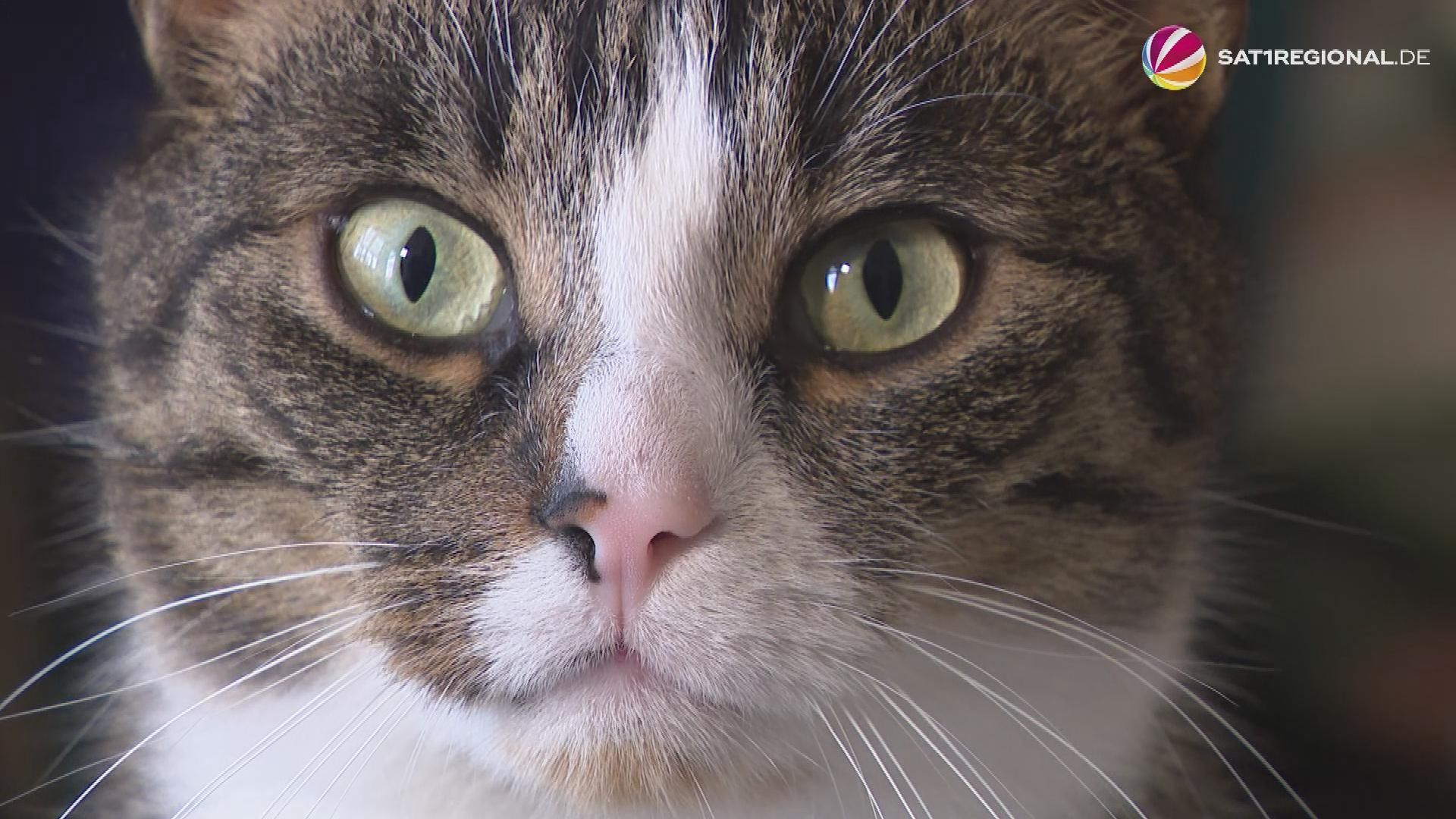 Kater aus der Region Hannover soll entführt worden sein