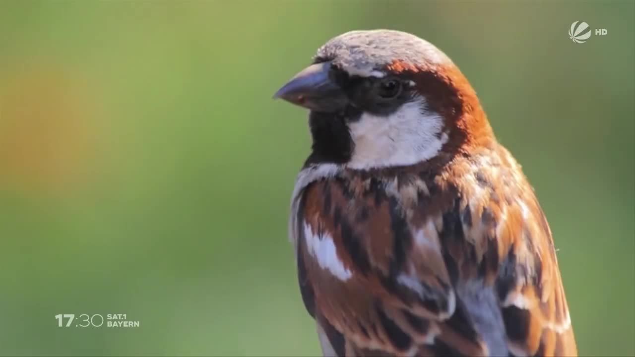 Stunde der Gartenvögel: Vogelarten-Aktion in Bayern