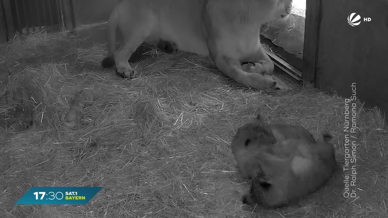 Nachwuchs im Tierpark Nürnberg: So geht es den Löwen-Babys