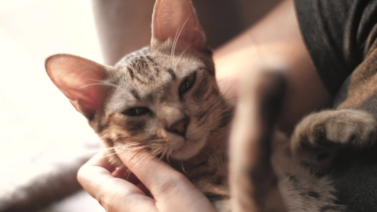 "90 Prozent sterben": Tödliches Katzen-Corona breitet sich aus