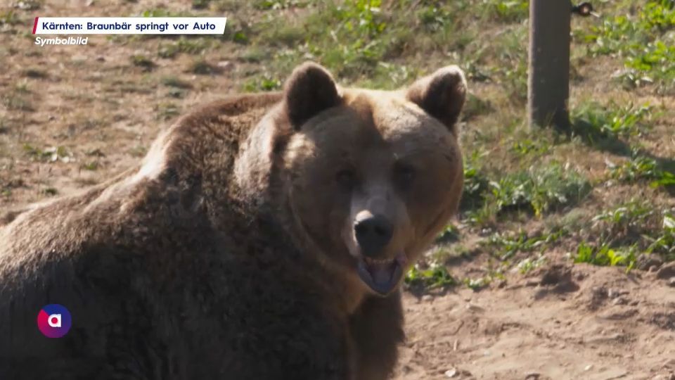 Video: Unfall in Kärnten: Braunbär springt vor Auto