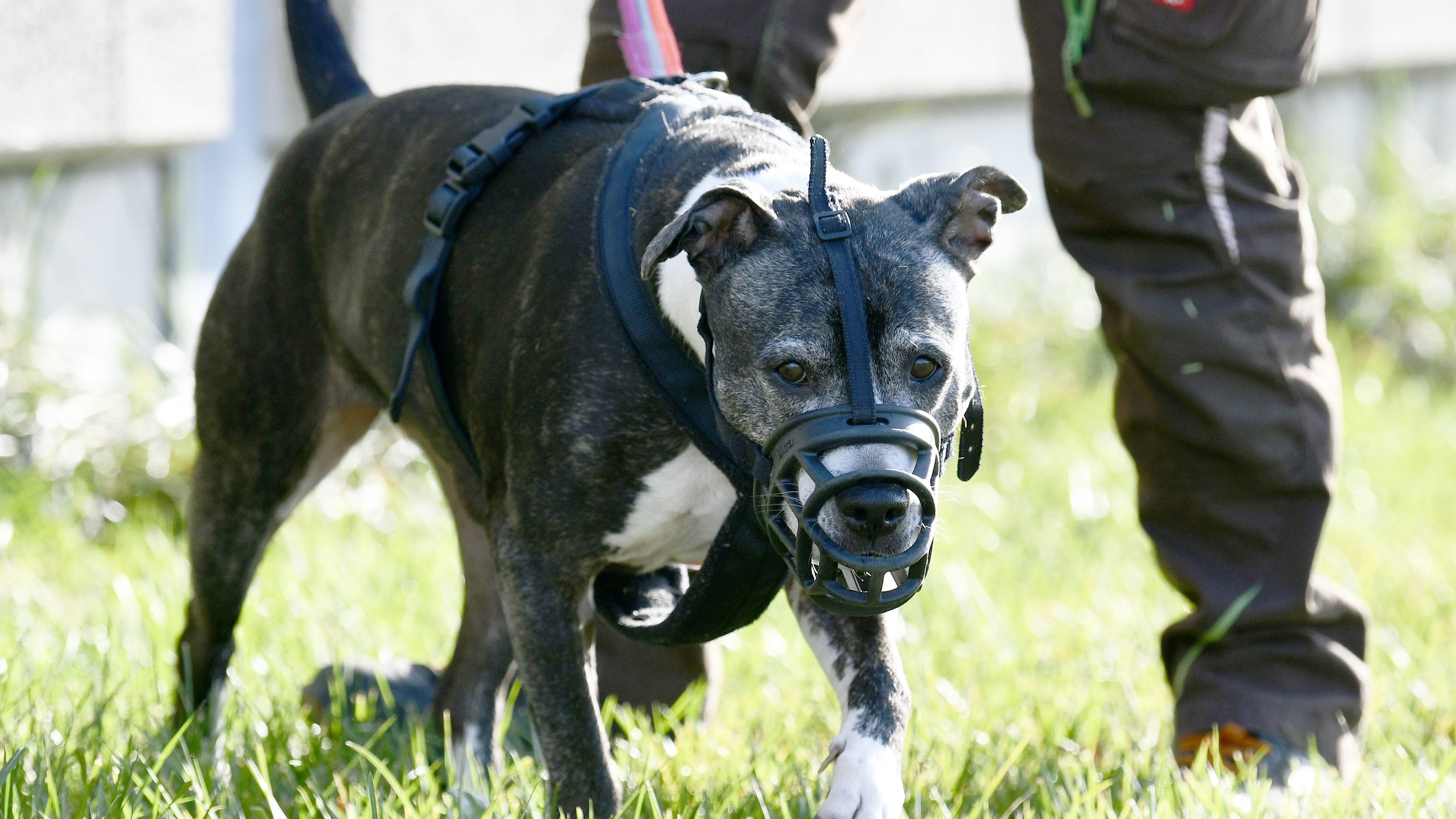 Video: Bissige Debatte um Hundegesetze