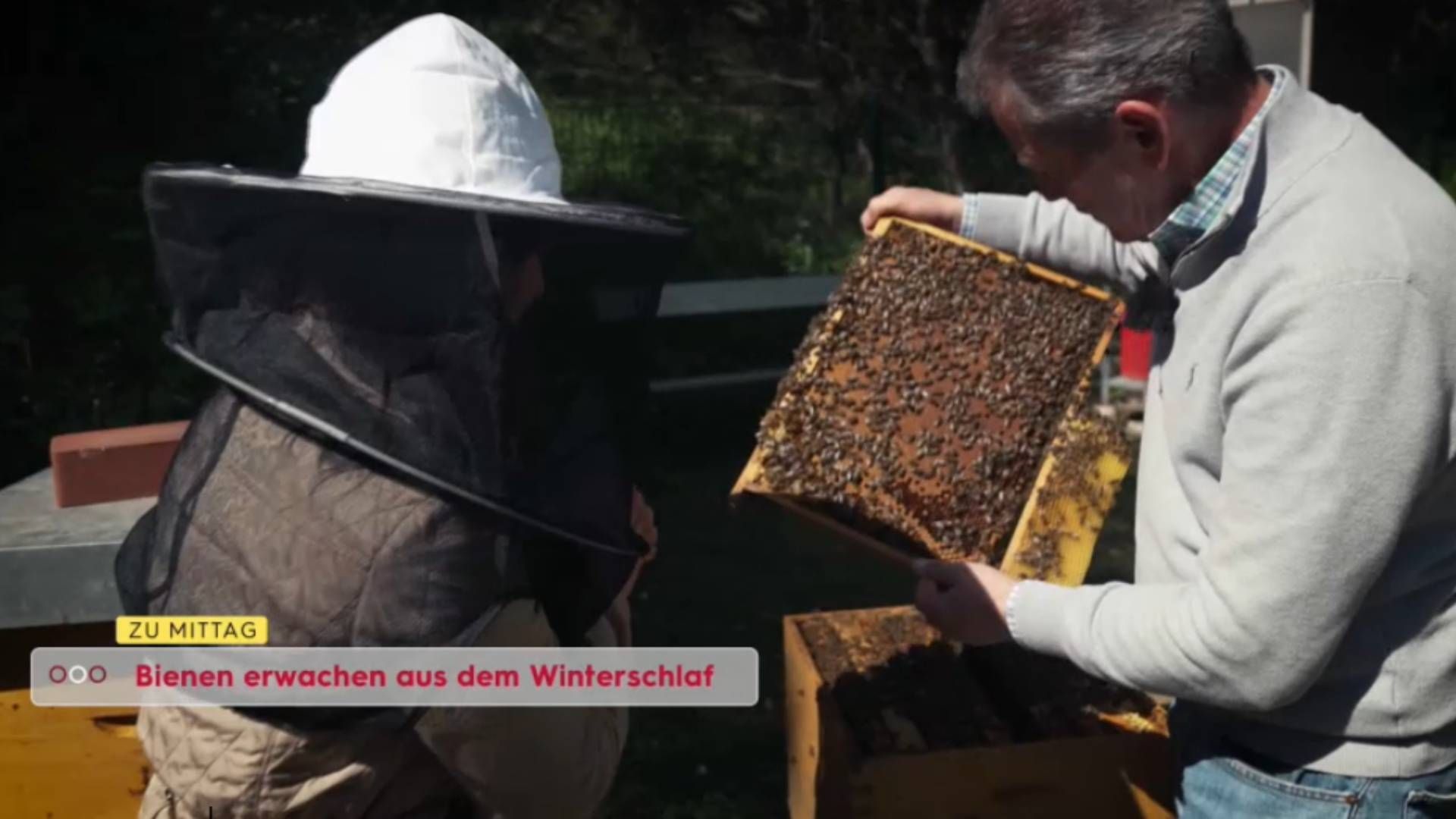 Video: Bienen erwachen aus dem Winterschlaf