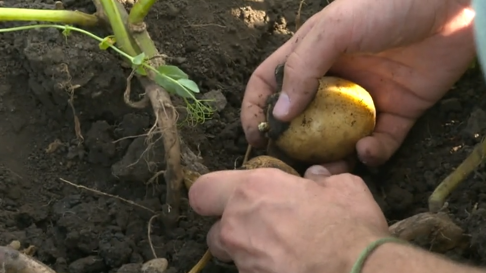 Video: Neue "Superpflanzen" trotzen Trockenheit