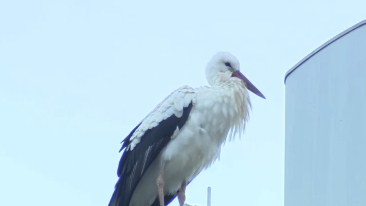 Steiermark-statt-S-den-Jungstorch-verpasst-Abflug